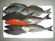 釣果
